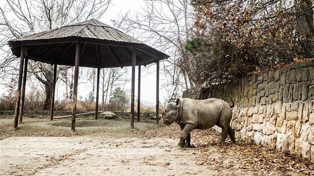 Zoo ve Dvoe Krlov pole nosoroce ern do Rwandy. Na snmku Jasiri.