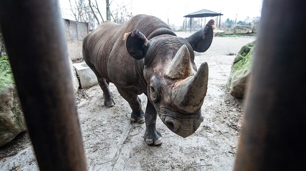 Zoo ve Dvoe Krlov pole nosoroce ern do Rwandy. Na snmku Manny.