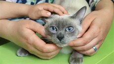 Mazlení mekongský bobtail miluje, ale nijak dotěrně ho nevyžaduje. Mazlení mekongský bobtail miluje, ale nijak dotěrně ho nevyžaduje.