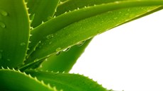 Aloe vera - Kryštof Kolumbus ji nazýval lékařem v květináči Aloe vera - Kryštof Kolumbus ji nazýval lékařem v květináči