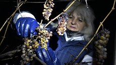 Helena Palečková z vinařství Chateau Valtice na Břeclavsku nad ránem sklízela... Helena Palečková z vinařství Chateau Valtice na Břeclavsku nad ránem sklízela...