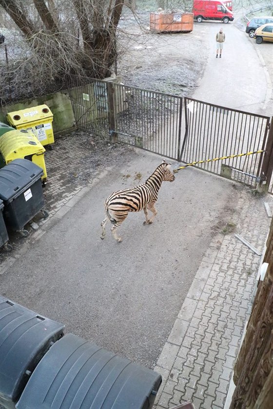 Kolem samce oetovatelé rozestavli kontejnery. Vystresované zvíe i pod...