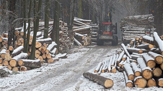 V lesích kolem Jihlavy je poslední měsíce rušno (na snímku práce u Lesnova).... V lesích kolem Jihlavy je poslední měsíce rušno (na snímku práce u Lesnova)....