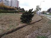 Stav borovice na konci října.