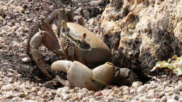 Koncept udriteln sklizn ve skutenosti mnoho krab zabj.
