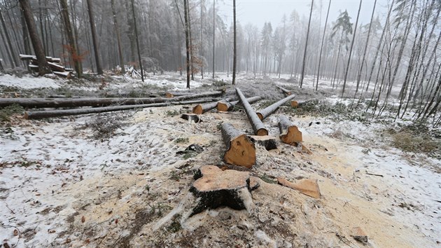 V lesch kolem Jihlavy je posledn msce runo (na snmku prce u Lesnova). Lesnci t devo napaden krovcem. Prce je vak ek i v mstskch parcch. I tam se krovec pesunul.