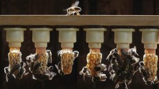 Úspěšný snímek Milana Motyky v soutěži Czech Photo Nature Úspěšný snímek Milana Motyky v soutěži Czech Photo Nature