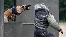 Psi hlídkaři musí umět zadržet pachatele. Při výcviku používají figuranti buď... Psi hlídkaři musí umět zadržet pachatele. Při výcviku používají figuranti buď...