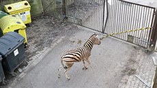 Kolem samce ošetřovatelé rozestavěli kontejnery. Vystresované zvíře i pod... Kolem samce ošetřovatelé rozestavěli kontejnery. Vystresované zvíře i pod...