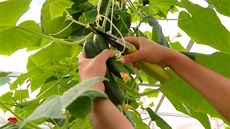 Uprostřed saúdskoarabské pouště pěstují rajčata díky hydroponickým farmám Uprostřed saúdskoarabské pouště pěstují rajčata díky hydroponickým farmám