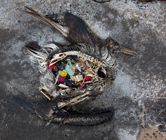 Slavná fotka mrtvého albatrosa, který v sob ml desítky kus plastového odpadu.