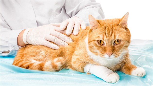 Z krve lze u kočky odhalit řadu onemocnění a předejít tak jejich vážnějším... Z krve lze u kočky odhalit řadu onemocnění a předejít tak jejich vážnějším...
