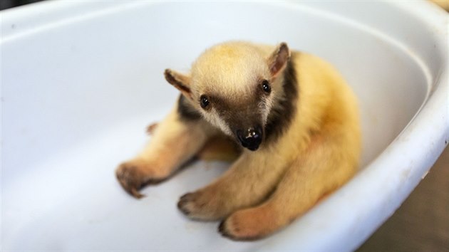 V olomoucké zoo na Svatém Kopečku se konalo vážení jubilejního desátého mláděte... V olomoucké zoo na Svatém Kopečku se konalo vážení jubilejního desátého mláděte...
