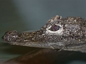 Aligátoři čínští zvládnou nehnutě celý den ležet na hladině, ale nejraději... Aligátoři čínští zvládnou nehnutě celý den ležet na hladině, ale nejraději...