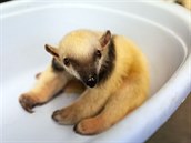 V olomoucké zoo na Svatém Kopečku se konalo vážení jubilejního desátého mláděte... V olomoucké zoo na Svatém Kopečku se konalo vážení jubilejního desátého mláděte...