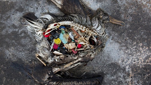 Slavn fotka mrtvho albatrosa, kter v sob ml destky kus plastovho odpadu.
