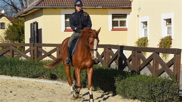 Zasahovat pi sportovnch zpasech nebo ptrat po poheovanch u kon v Tlumaov. Policejn hipologick oddlen m v kraji u 25letou tradici.