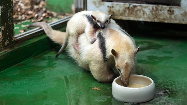 V olomouck zoo na Svatm Kopeku se konalo ven jubilejnho destho mldte mravenenka typrstho. Zahrada je jedinou v esku a Slovensku, kter se da tato zvata spn rozmnoovat. Mld, kter zatm nem jmno a zpotku nebylo jasn, zda peije, m z porodnch 460 gram nyn u pes 1,2 kilogramu.