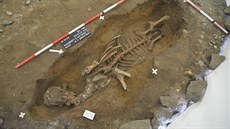 Archeologové při výzkumu objevili obětinu mladého býčka Archeologové při výzkumu objevili obětinu mladého býčka
