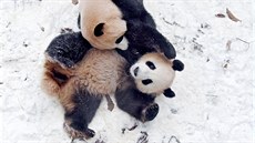 HRA VE SNĚHU. Pandy pojmenované Čcheng-ťiou a Šuang-chao si hrají v zoo v... HRA VE SNĚHU. Pandy pojmenované Čcheng-ťiou a Šuang-chao si hrají v zoo v...