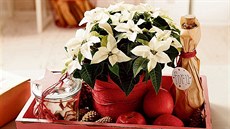 Poinsettie jsou vděčnou součástí adventních i vánočních aranžmá, ať jsou v... Poinsettie jsou vděčnou součástí adventních i vánočních aranžmá, ať jsou v...