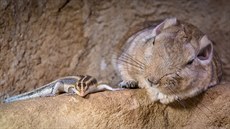 Adoptovat lze kterékoliv vybrané zvíře v pražské zoo, počet adoptivních rodičů... Adoptovat lze kterékoliv vybrané zvíře v pražské zoo, počet adoptivních rodičů...