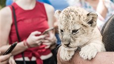 Veřejnost letos šokovala kauza zneužívání velkých kočkovitých šelem. Zdaleka... Veřejnost letos šokovala kauza zneužívání velkých kočkovitých šelem. Zdaleka...