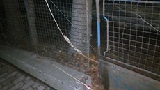 Mladík chtěl zastrašit ženu, ozbrojil se lukem a šípy s kovovým hrotem. Mladík chtěl zastrašit ženu, ozbrojil se lukem a šípy s kovovým hrotem.