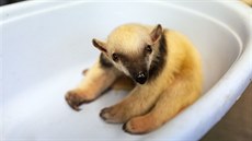 V olomoucké zoo na Svatém Kopečku se konalo vážení jubilejního desátého mláděte... V olomoucké zoo na Svatém Kopečku se konalo vážení jubilejního desátého mláděte...