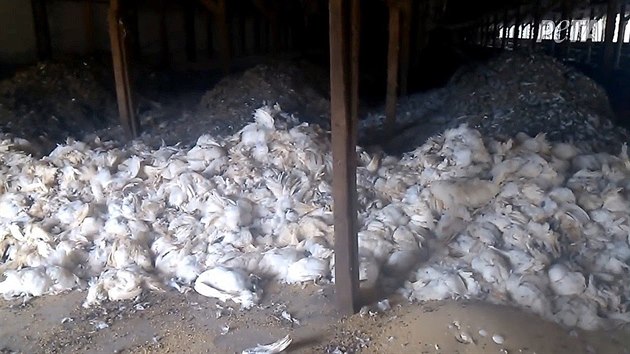 Neziskov organizace PETA zveejnila okujc snmky stovek mrtvch kuat na farm Mahard v americkm mst Sulphur. (srpen 2018)