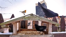 Velké sčítání ptáků na krmítkách se chystá v Karlovarském kraji od 4. do 6.... Velké sčítání ptáků na krmítkách se chystá v Karlovarském kraji od 4. do 6....