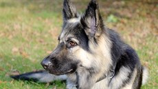 Jedna z velkých předností plemene je jeho pevné zdraví. Jedna z velkých předností plemene je jeho pevné zdraví.