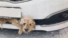 Řidič o zvířeti v nárazníku nevěděl. Ujel s ním pět kilometrů. Řidič o zvířeti v nárazníku nevěděl. Ujel s ním pět kilometrů.