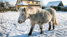 Martině Kubíkové z Holubova poník psychicky pomáhal v rekonvalescenci po vážné... Martině Kubíkové z Holubova poník psychicky pomáhal v rekonvalescenci po vážné...