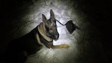 Policejní vlčák Garrit s kabelkou Policejní vlčák Garrit s kabelkou
