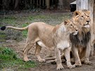 istokrevn lvi indit samec Jamvan a samice Ginni ve vbhu prask zoo. Do...