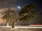 Zkuen fotografov u nahnut borovice dok nafotit poutav snmky.