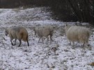 Stdo ovc se nekontrolovan pohybovalo na trv u frekventovan silnice v...