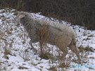 Stdo ovc se nekontrolovan pohybovalo na trv u frekventovan silnice v...