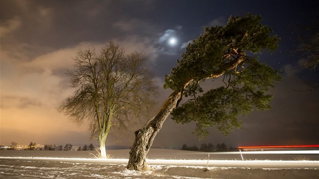 Zkuen fotografov u nahnut borovice dok nafotit poutav snmky.