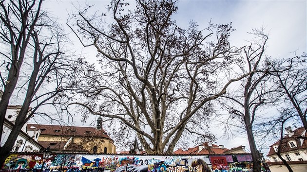 Platan javorolist  v zahrad Velkopevorskho palce u Lennonovy zdi (2. 1. 2019)