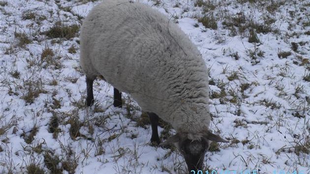Stdo ovc se nekontrolovan pohybovalo na trv u frekventovan silnice v Bystrck ulici v Brn.