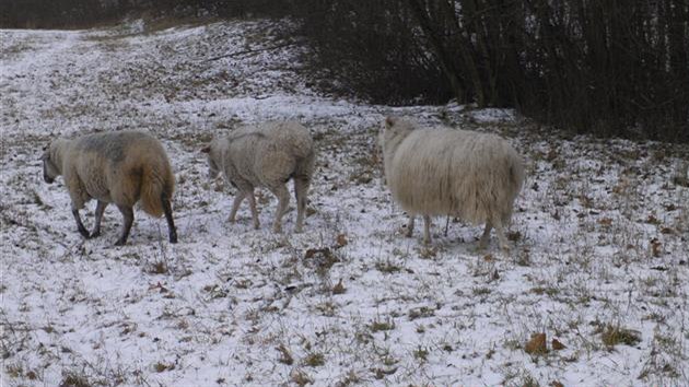 Stdo ovc se nekontrolovan pohybovalo na trv u frekventovan silnice v Bystrck ulici v Brn.