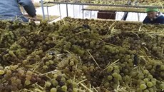 Před jednadvaceti lety udělali v Blatnici jako první na Slovácku ledové víno,... Před jednadvaceti lety udělali v Blatnici jako první na Slovácku ledové víno,...
