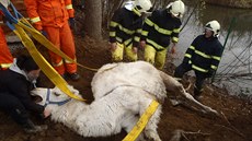 Záchrana velblouda z rybníka na Příbramsku (31. 12. 2018) Záchrana velblouda z rybníka na Příbramsku (31. 12. 2018)