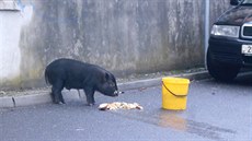 Uprchlé prase nakonec neodolalo dobrotám, které na něj strážníci nastražili. Uprchlé prase nakonec neodolalo dobrotám, které na něj strážníci nastražili.