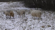Stádo ovcí se nekontrolovaně pohybovalo na trávě u frekventované silnice v... Stádo ovcí se nekontrolovaně pohybovalo na trávě u frekventované silnice v...
