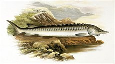 První prokazatelnou obětí následků dopadu planetky Chicxulub byly nebohé... První prokazatelnou obětí následků dopadu planetky Chicxulub byly nebohé...
