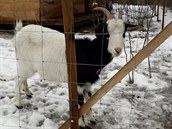 Koza v přechodném "bydlišti" v Krásné Lípě, než se přidá ke stádu u... Koza v přechodném "bydlišti" v Krásné Lípě, než se přidá ke stádu u...