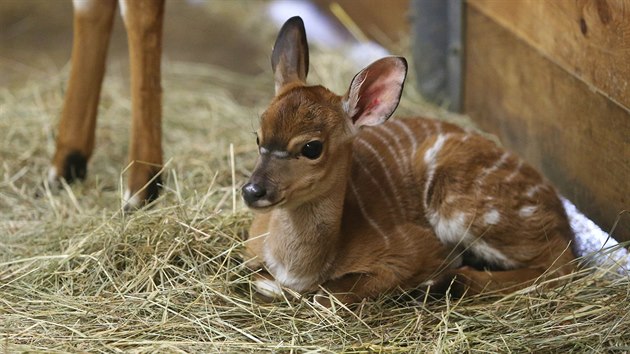 Prvnm prstkem jihlavsk zoo v roce 2019 se stalo mld nyaly ninn. Samika z druhu jihoamerickch antilop se narodila hned prvn den novho roku.